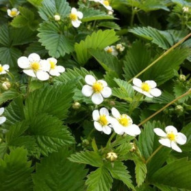 Fragaria chiloensis Chaval (jahodník čilský)