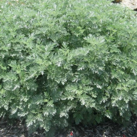 Artemisia arborescens Powis Castle (pelyněk)