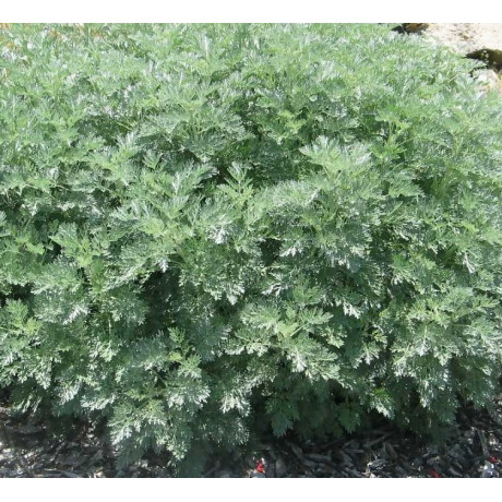 Artemisia arborescens Powis Castle (pelyněk)