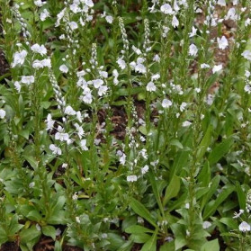 Veronica gentianoides Nana (rozrazil)