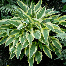 Hosta Lakeside Dragonfly (bohyška)