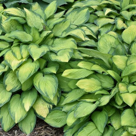 Hosta Paul's Glory (bohyška)