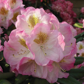 Rhododendron Brigitte (pěnišník velkokvětý)