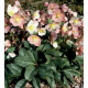 Helleborus HGC Maestro (čemeřice)