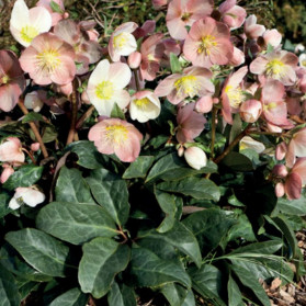 Helleborus HGC Maestro (čemeřice)