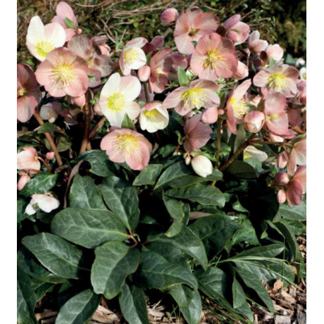 Helleborus HGC Maestro (čemeřice)