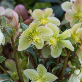 Helleborus Monte Cristo (čemeřice)