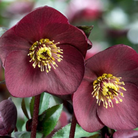 Helleborus Ice N Roses Brunello (čemeřice)