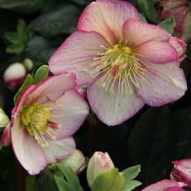 Helleborus Ice N Roses Carlotta (čemeřice)