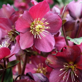 Helleborus Ice N Roses Red (čemeřice)