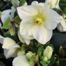 Helleborus Ice N Roses White (čemeřice)