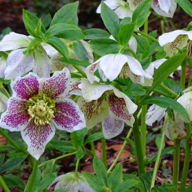 Helleborus SP Conny (čemeřice)