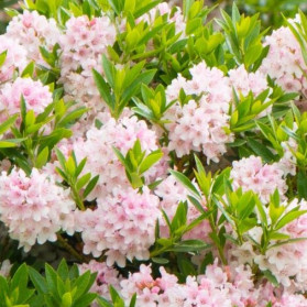 Rhododendron Bloombux (pěnišník)