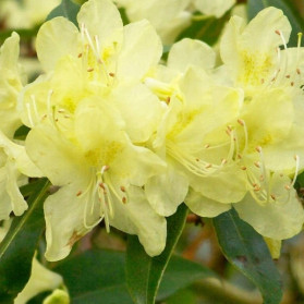 Rhododendron Golden Wonder (pěnišník)