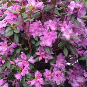 Rhododendron x 'P.J.M. EliteStar' (pěnišník)