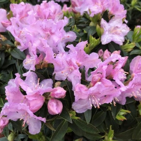 Rhododendron Robert Seleger (pěnišník)