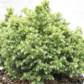 Cryptomeria japonica Vilmoriniana (kryptomérie japonská)