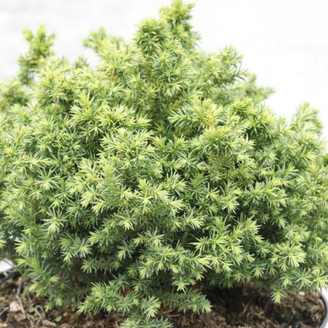 Cryptomeria japonica Vilmoriniana (kryptomérie japonská)