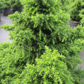 Cryptomeria japonica Yokohama (kryptomérie japonská)