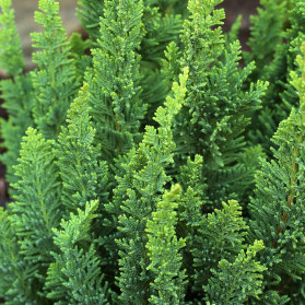 Chamaecyparis lawsoniana Little Spire (cypřišek Lawsonův)