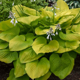 Hosta Age of Gold (bohyška)