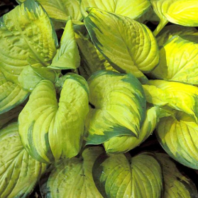 Hosta Stained Glass (bohyška)