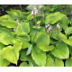 Hosta Sum and Substance (bohyška)