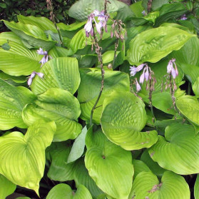 Hosta Sum and Substance (bohyška)