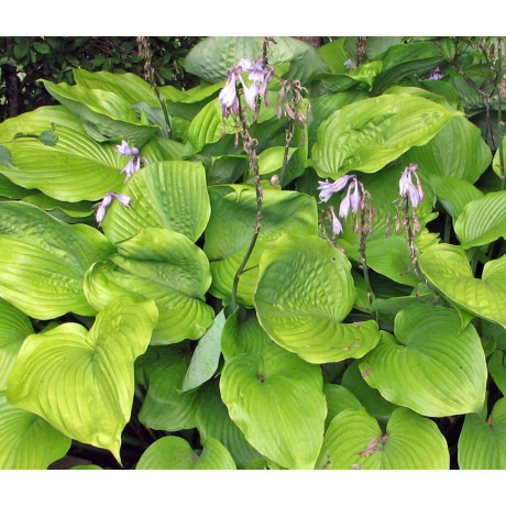 Hosta Sum and Substance (bohyška)