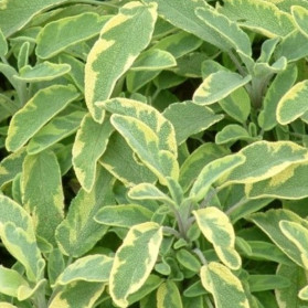 Salvia officinalis Icterina (šalvěj lékařská)