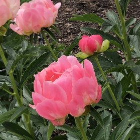 Paeonia lactiflora Coral Sunset (pivoňka čínská)