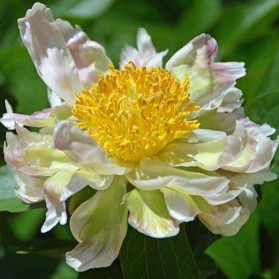 Paeonia lactiflora Green Lotus (pivoňka čínská)