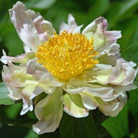 Paeonia lactiflora Green Lotus (pivoňka čínská)