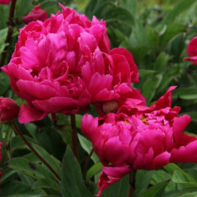 Paeonia lactiflora Karl Rosenfield (pivoňka čínská)