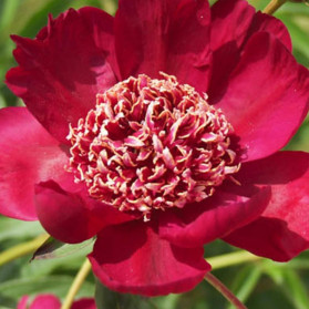 Paeonia lactiflora Nippon Beauty (pivoňka čínská)
