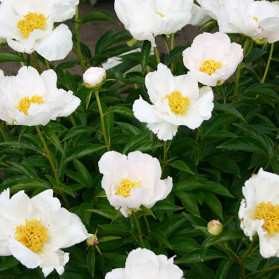 Paeonia lactiflora Krinkled White (pivoňka čínská)