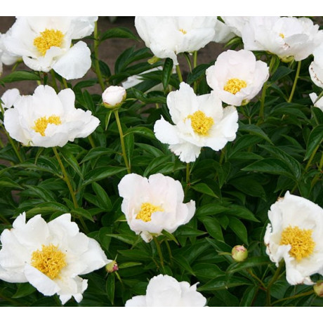 Paeonia lactiflora Krinkled White (pivoňka čínská)