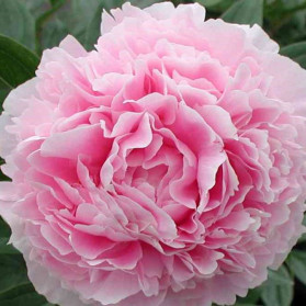 Paeonia lactiflora Sarah Bernhardt (pivoňka čínská)