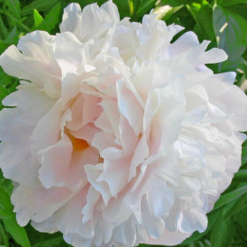 Paeonia lactiflora Shirley Temple (pivoňka)