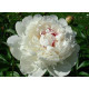 Paeonia lactiflora White Sensation (pivoňka)
