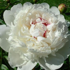 Paeonia lactiflora White Sensation (pivoňka)