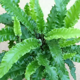 Asplenium scolopendrium Angustifolia (jelení jazyk)