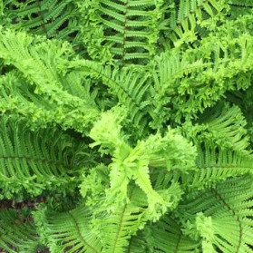 Dryopteris affinis Cristata The King (kapraď rezavá)