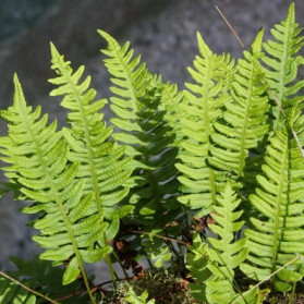 Polypodium vulgare (osladič)