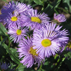 Erigeron speciosus Azure Beauty (turan nádherný)