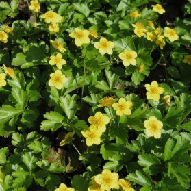 Waldsteinia ternata (mochnička trojčetná)