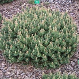 Pinus mugo Humpy (borovice kleč)