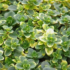 Thymus citriodorus Doone Valley (mateřídouška citrónová)
