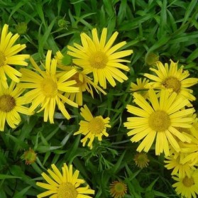 Buphthalmum salicifolium Alpengold (volovec vrbolistý)