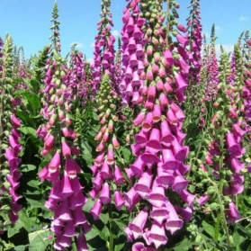 Digitalis purpurea Purple (náprstník)